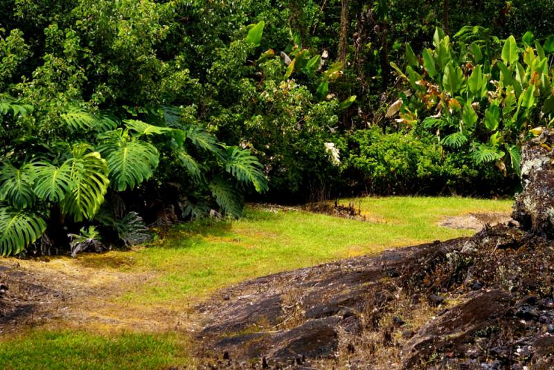 Lava Tree State Park