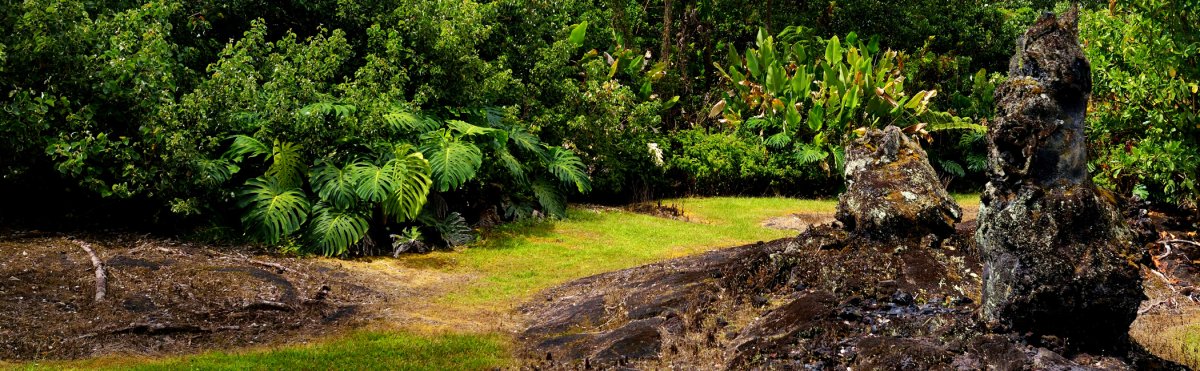 Lava Tree State Park