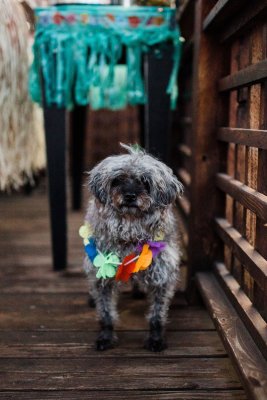 A local dog with a lei necklace to represent seeing locals as an activity to do in 48 hours in Honolulu Hawaii