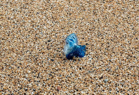 Portuguese Man of War in Hawaii
