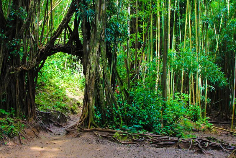 Manoa Falls Trail