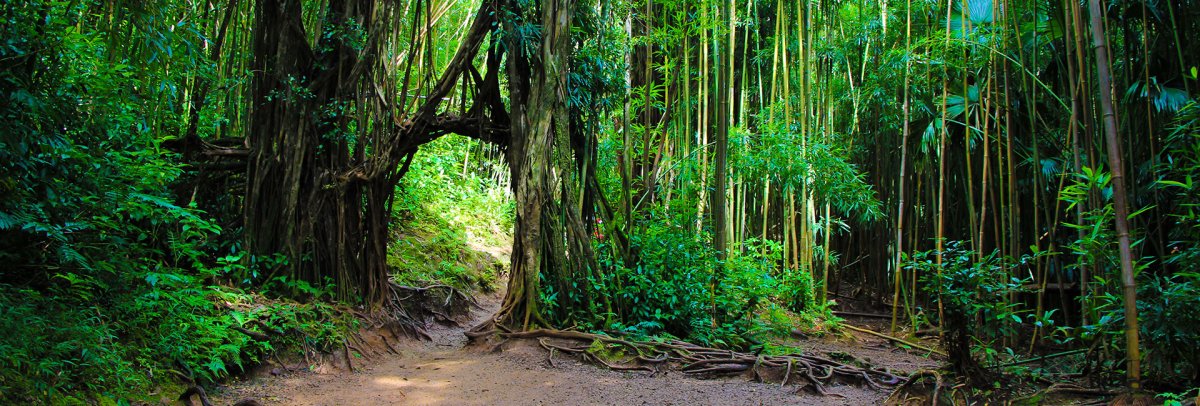 Manoa Falls Trail
