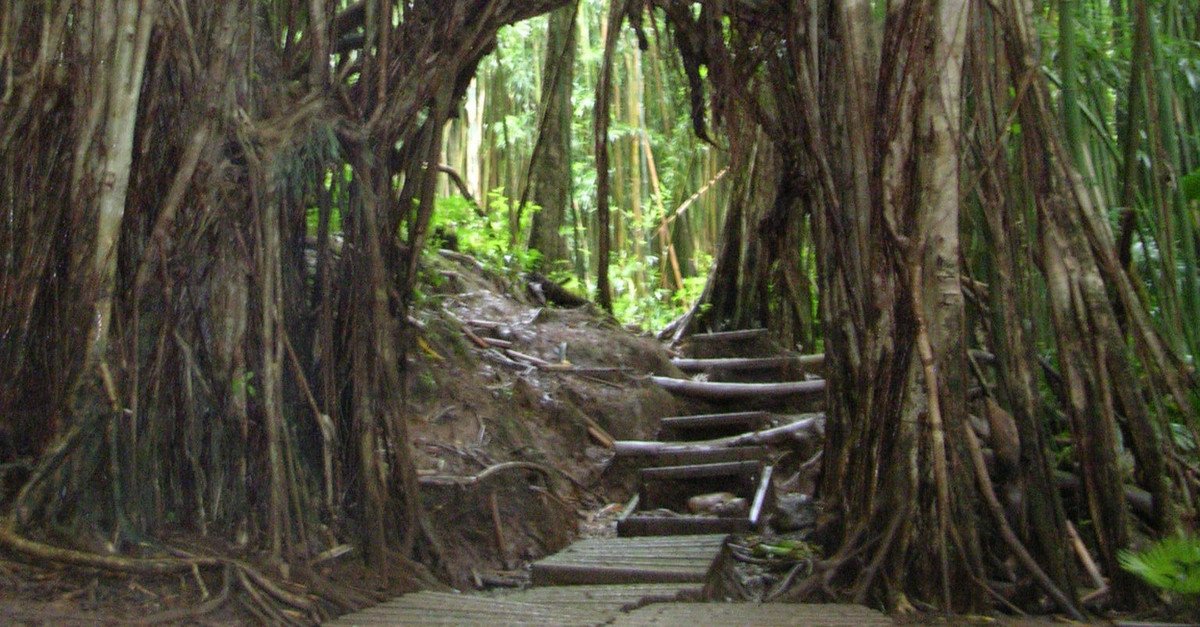 Pathway to Manoa Falls