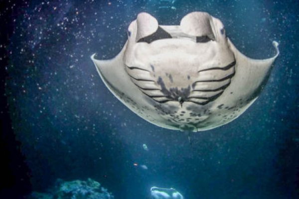 Evening Manta Ray Snorkel Adventure Tile Image