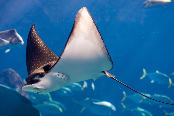 Manta Ray Snorkel Dive Tile Image