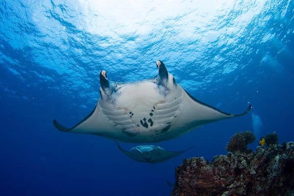 Manta Ray Night Snorkel Tile Image