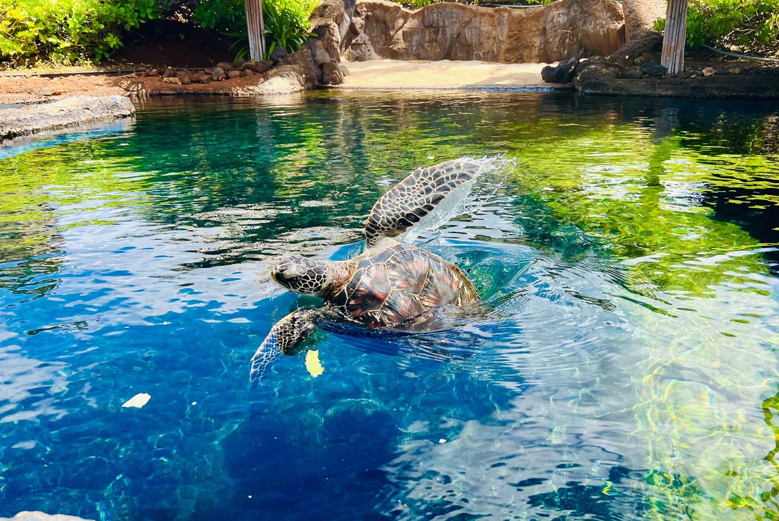 Honu swimming in the Turtle Lagoon at Maui Ocean Center