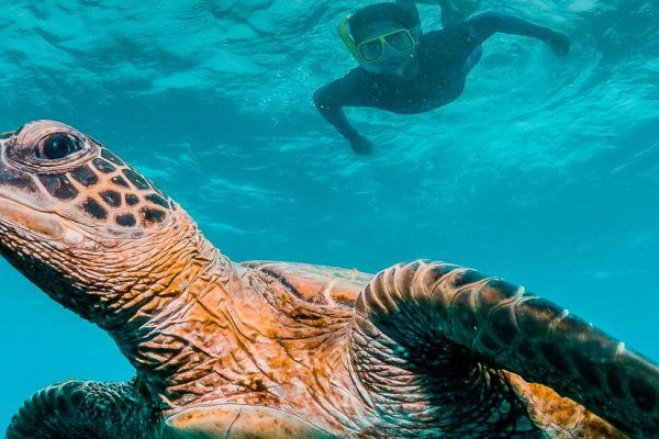 Best Snorkeling Locations on Maui Tile Image