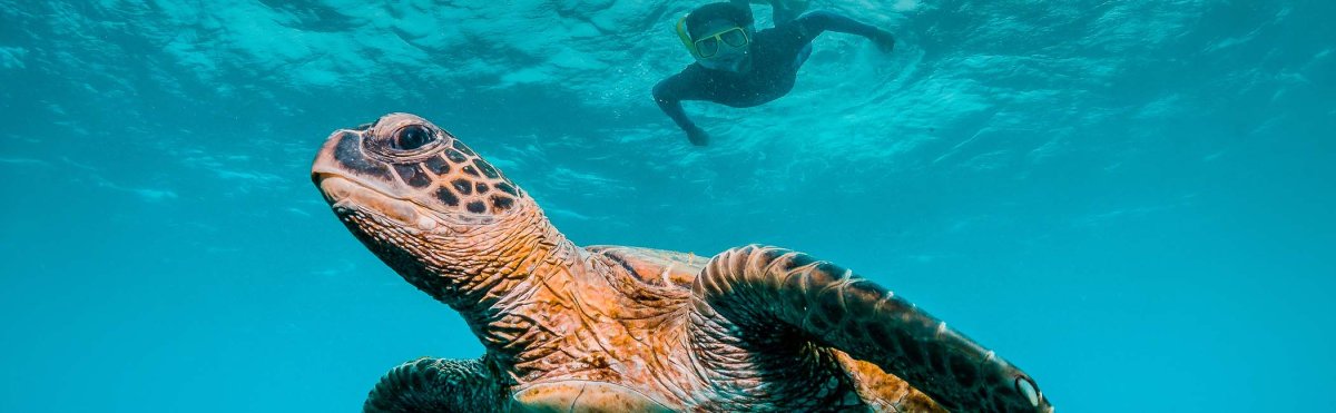 Dive Maui - Maui Tours