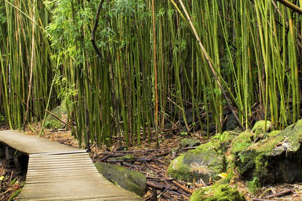 Maui Essential Things to Know Tile Image