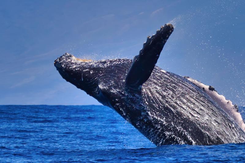 Maui Tour Day Itinerary