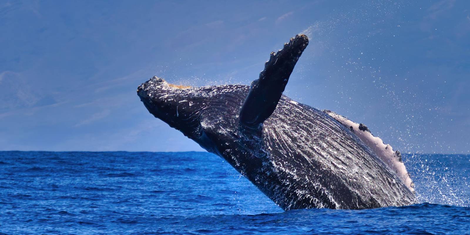 Maui Tours & Activities in a Day Itinerary | Maui Hawaii