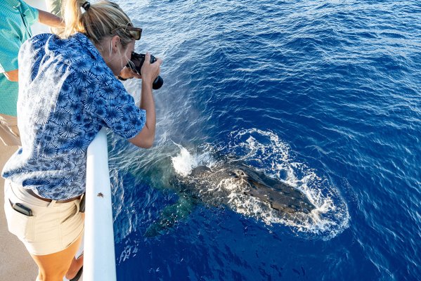 Maui Whale Watching Tours Image