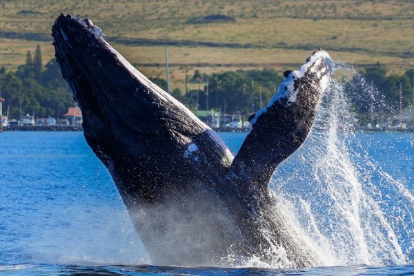 Maui Tours & Activities Tile Image