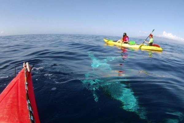 Whale Watching Tours Tile Image