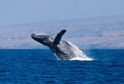 ULTIMATE #1 BIG ISLAND Whale Watch