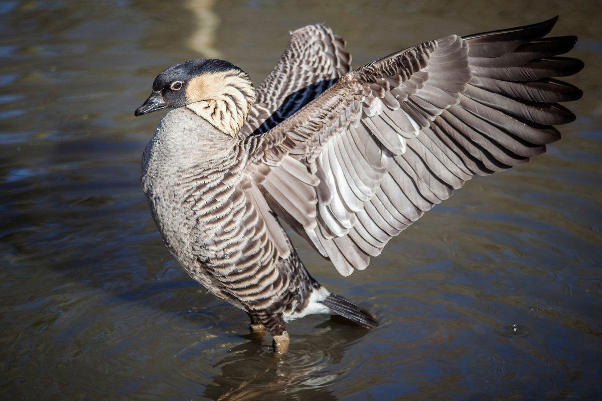 Nene - Hawaiian Goose