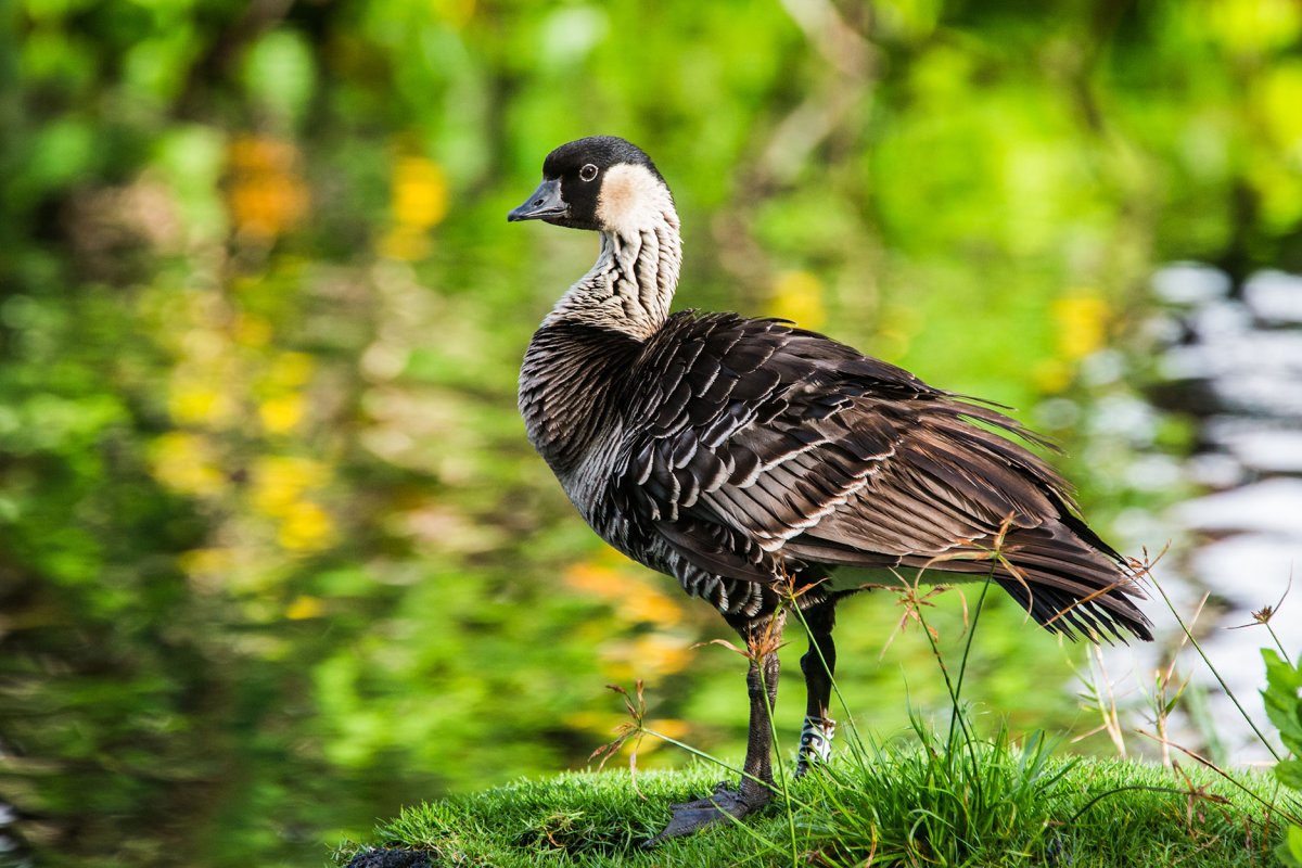 Nene - Hawaiian Goose