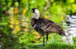 Nene - Hawaiian Goose thumbnail