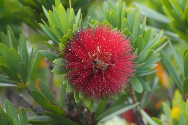 Honey bee on Ohia Lehua