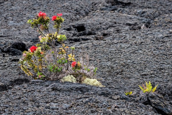 Ohia Lehua on 'recent' lava flow