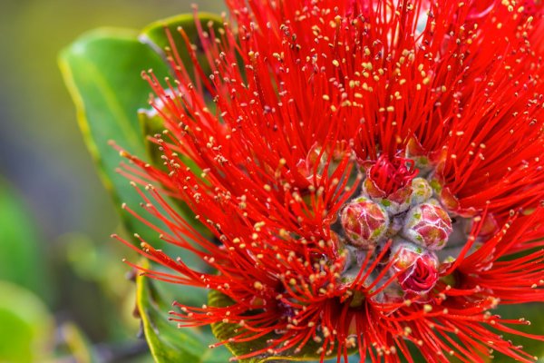 Hawaii 'Ohi'a Lehua Tile Image