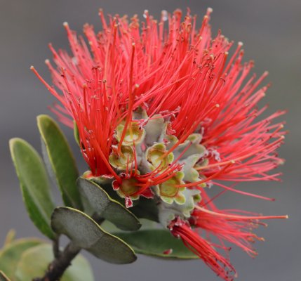 Ohia Lehua Blossom Up Cose