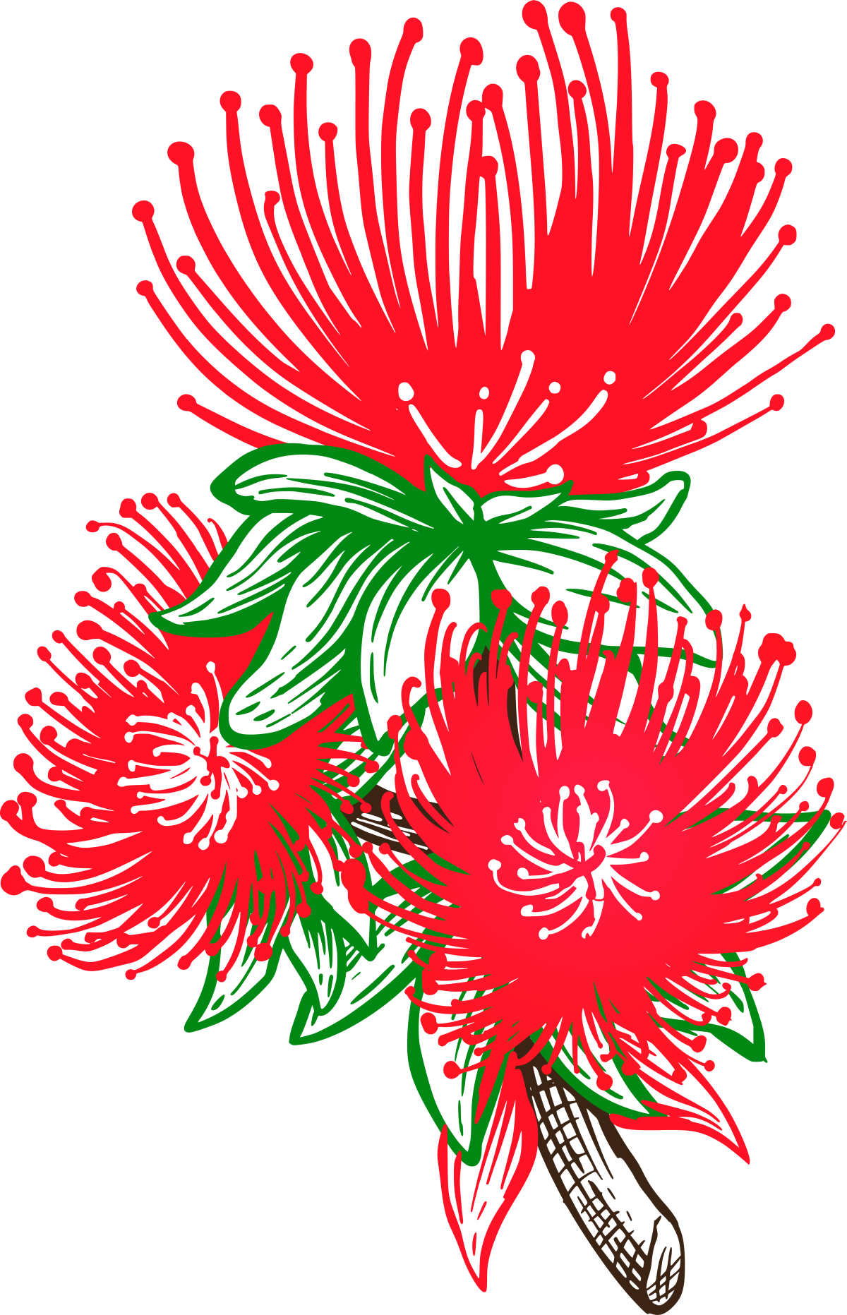 Ohi'a lehua is endemic to the six largest islands of Hawai'i