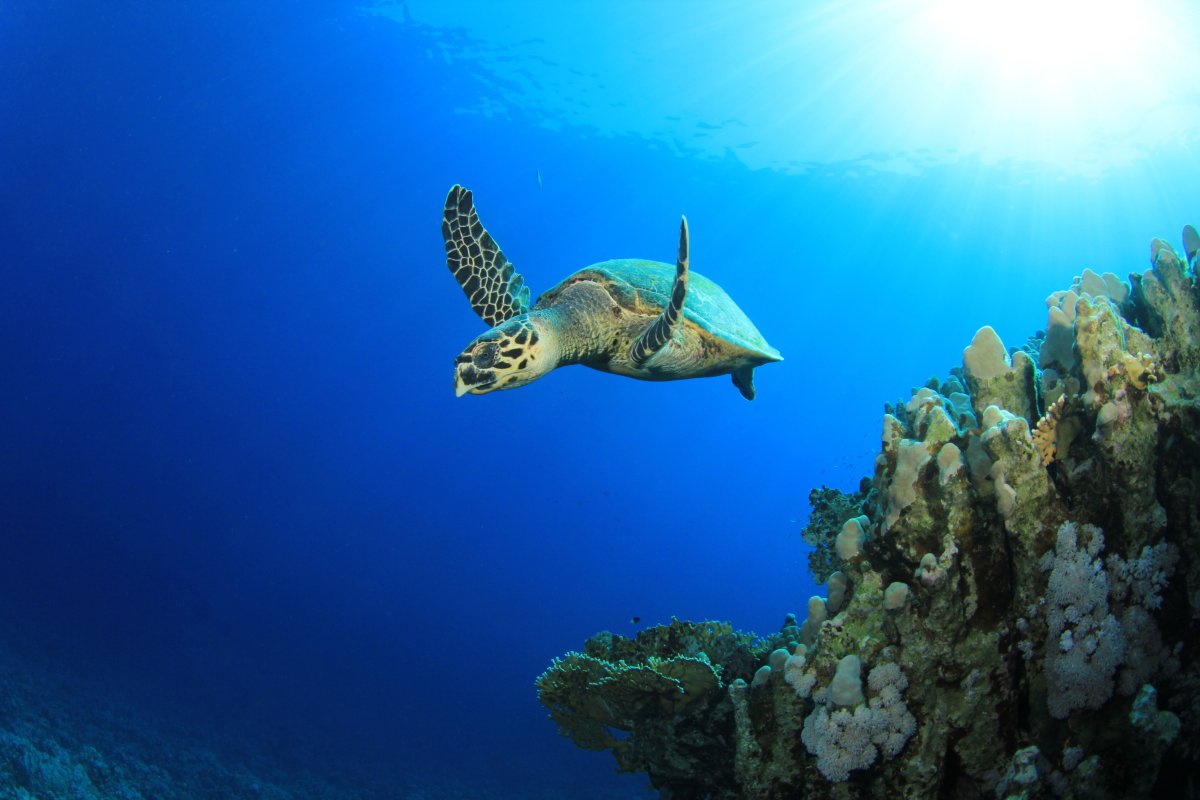 Olowalu Turtle Reef