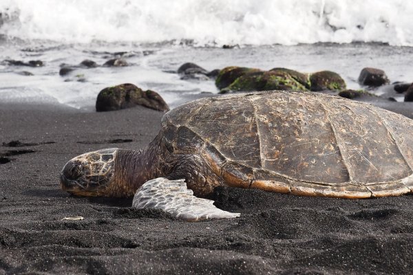 Oneuli Beach Black Sand Beach Tile Image