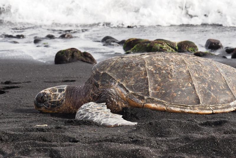 Oneuli Beach Black Sand Beach