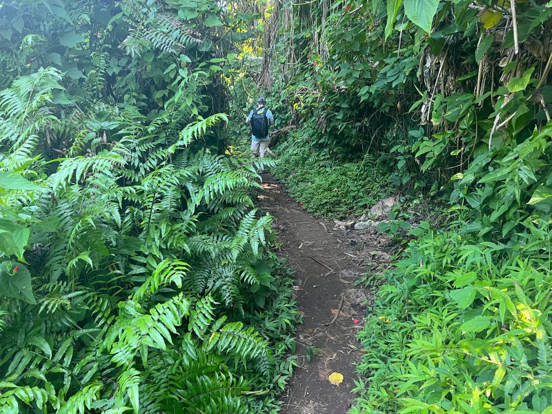 Onomea Trail Jungle