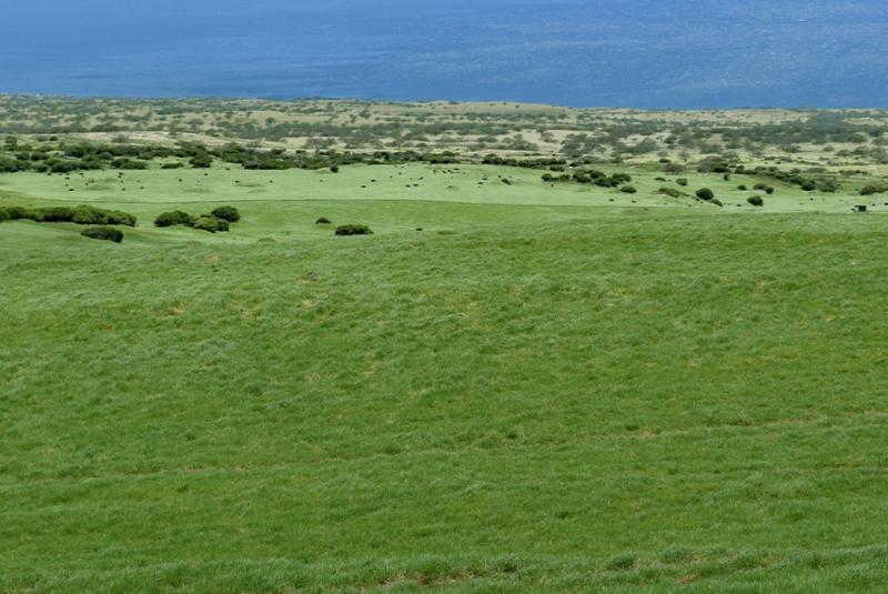 Parker Ranch on the Big Island Hawaii