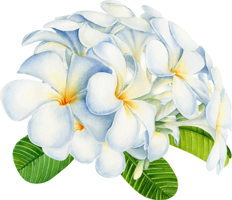 Plumeria Flower Group