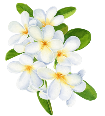Plumeria - What to Pack Hawaii
