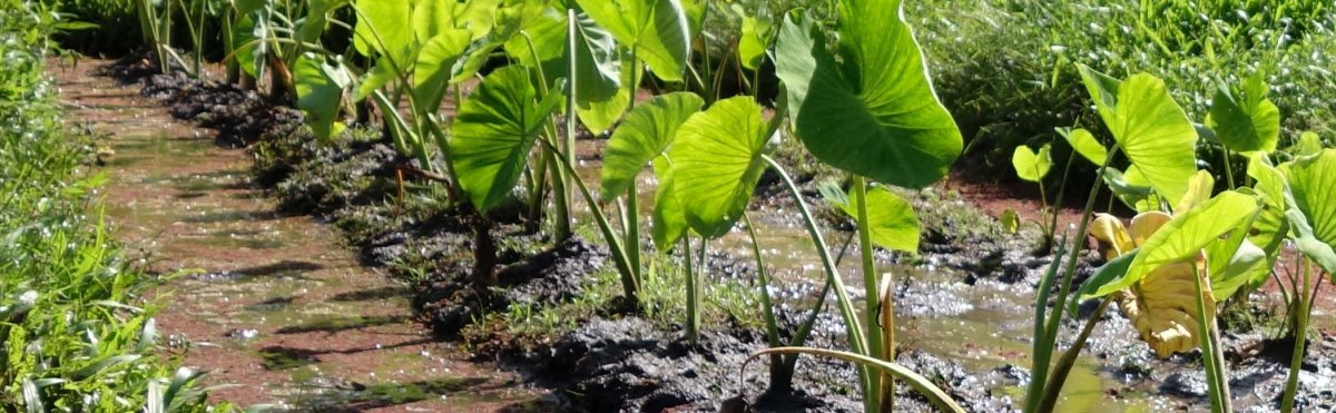 Best Poi Spots on The Big Island Tile Image