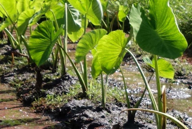 Top Poi Spots on The Big Island