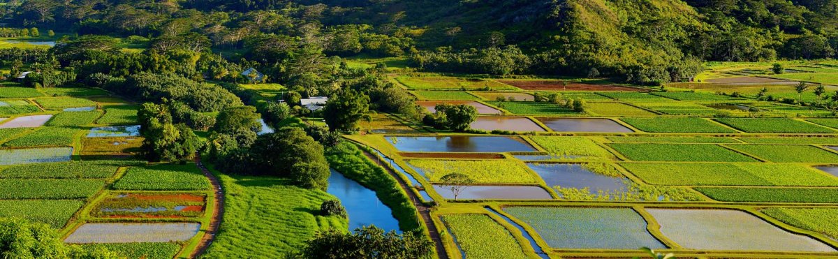 Best Poi Spots on Kauai Tile Image