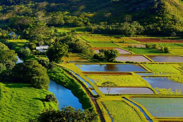 Top Poi Spots on Kauai Tile Image