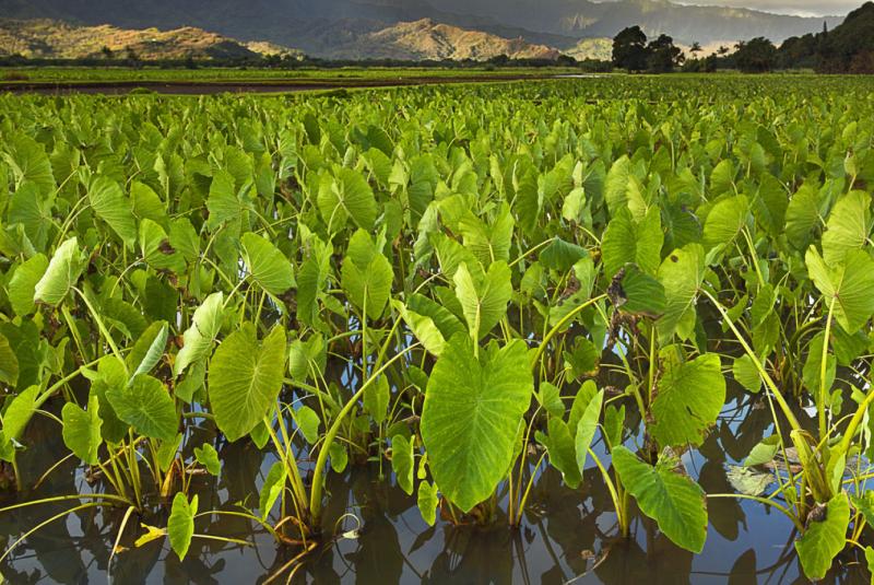 Waiahole Poi Factory