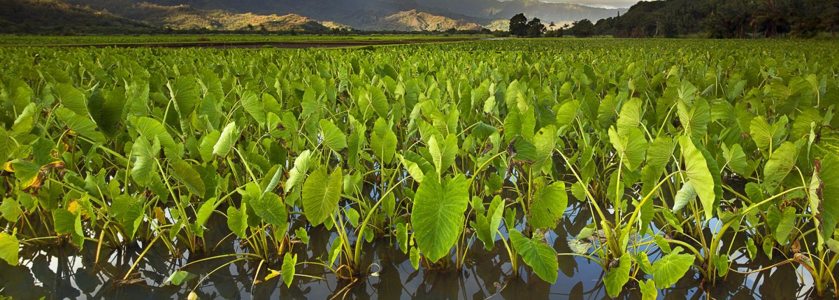 Waiahole Poi Factory