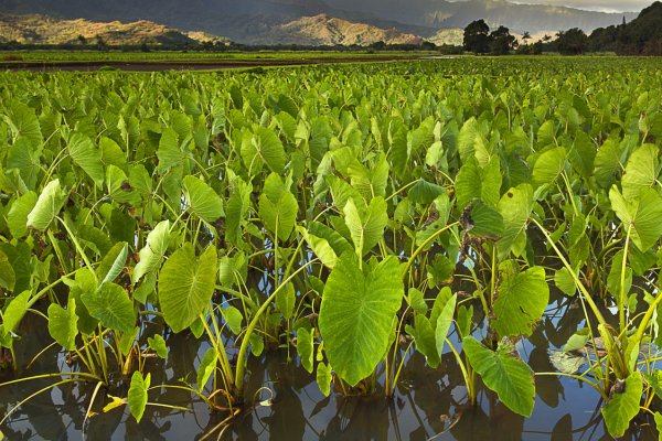 Waiahole Poi Factory Tile Image
