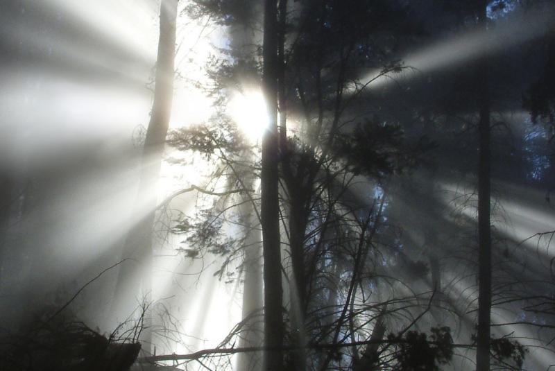 Polipoli Springs State Recreational Area