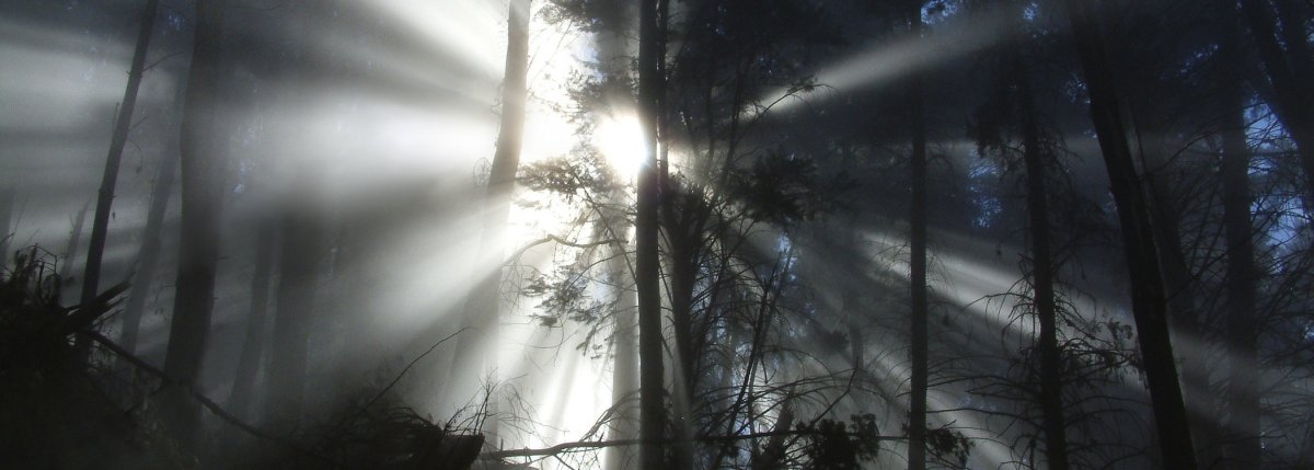 Polipoli Springs State Recreational Area