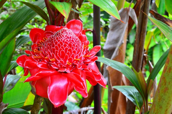 Big Island Events & Festivals Tile Image