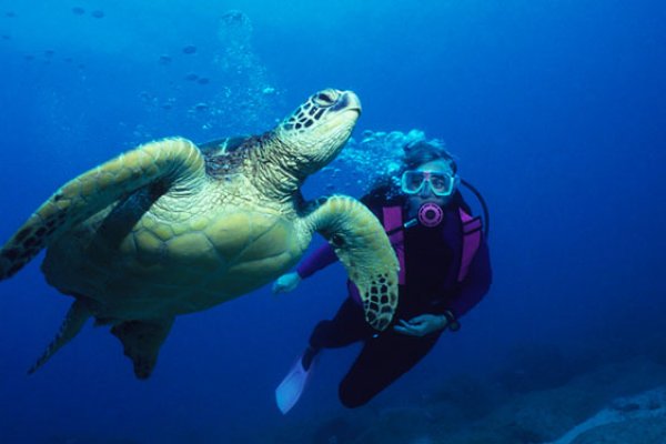 Kayak Makena (Turtle Town) Tours Tile Image