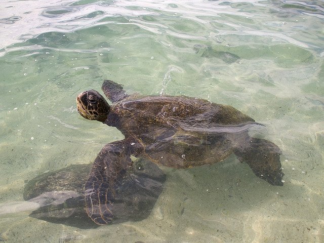 Snap Sea Turtles at Laniakea Beach