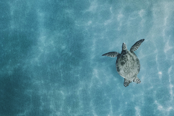 5 Fascinating Legends of Hawaiian Culture Tile Image