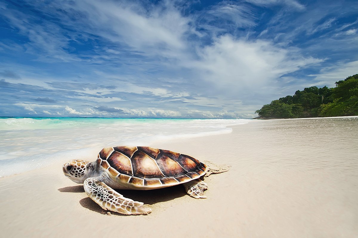 Best Places to See Sea Turtles on Maui