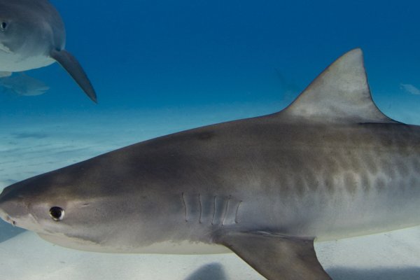 North Shore Shark Adventure Tile Image